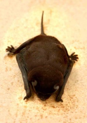 Pallas Mastiff Bat (Molossus molossus) REGUA 111112. Photo Stefan Lithner