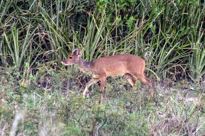 Grey Brocket Deer (Mazama gouazoupira) Pantanal 111103. Photo Stefan Lithner
