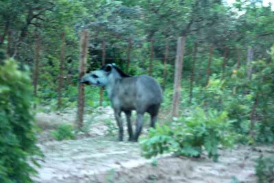 Brazilian Tapir (Tapirus terrestris) Chapada 111110. Photo Stefan Lithner