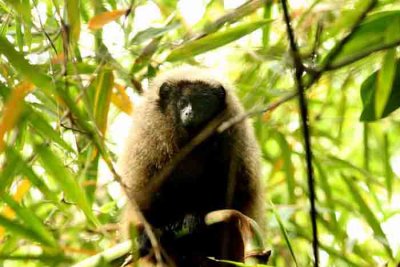 Mammals in Brazil 2011