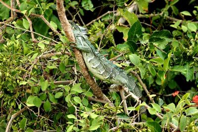 Iguanna iguanna (Iguana) Pantanal 111103. Photo Stefan Lithner