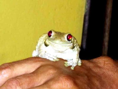 Amphibians in Brazil 2011