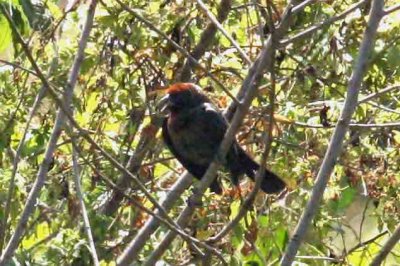 Chestnut-capped Blackbird 111029. Photo Stefan Lithner