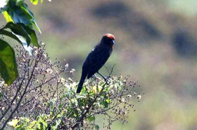 Chestnut-capped Blackbird 111029. Photo Stefan Lithner