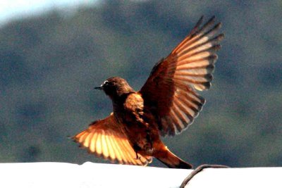 Mountain Flycatcher P N  Itatiaia 111029. Photo Stefan Lithner