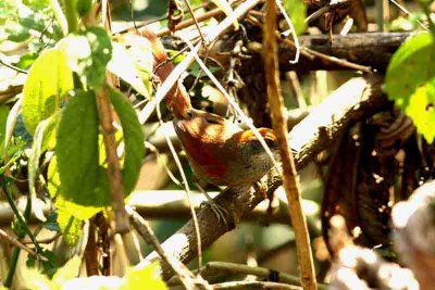 Rufous-capped Spinetail P N Itatiaia 111029. Photo Stefan Lithner