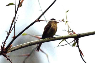 Large-headed Flatbilll  P N Itatiaia  111030. Photo Stefan Lithner