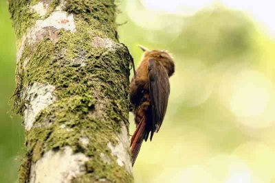 Thruslike Woodcreeper P N Itatiaia 111030. Photo Stefan Lithner