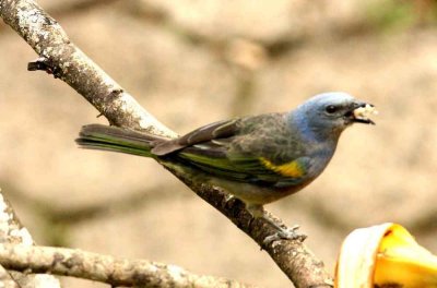 Golden-chevroned Tanager P N Itatiaia Brazil 111030. Photo Stefan Lithner