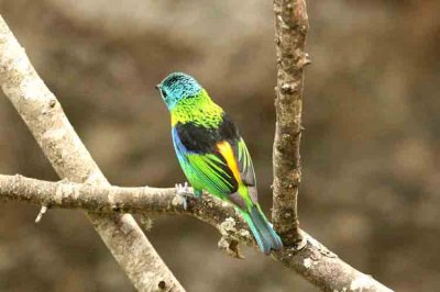 Green-headed Tanager P N Itatiaia 111030. Photo Stefan Lithner