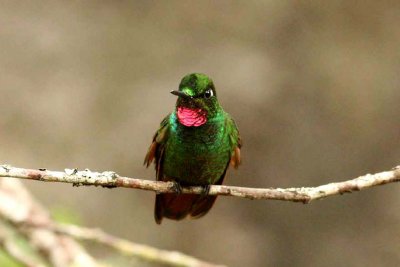 Brazilian Ruby  P N Itatiaia 111030. Photo Stefan Lithner