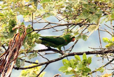 White-eyed Parakeet  P N Itatiaia 111030. Photo Stefan Lithner