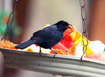 Ruby-crowned Tanager male P N Itatiaia 111031. Photo Stefan Lithner