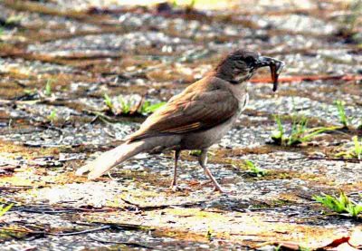 Pale-breasted Thrush P N Itatiaia 111101. Photo Stefan Lithner