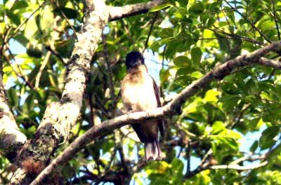Crested Becard P N Itatiata 111101. Photo Stefan Lithner