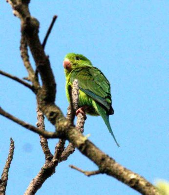 Plain Parakeet P N Itatiaia 111101. Photo Stefan Lithner