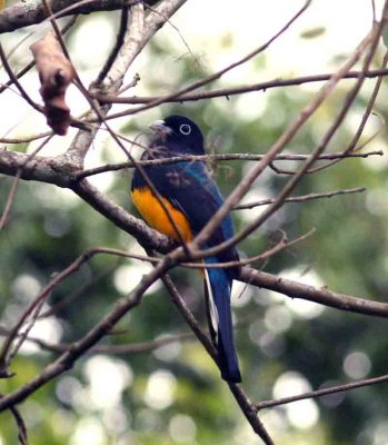 White-taled Trogon Perque 111101. Photo Stefan Lithner