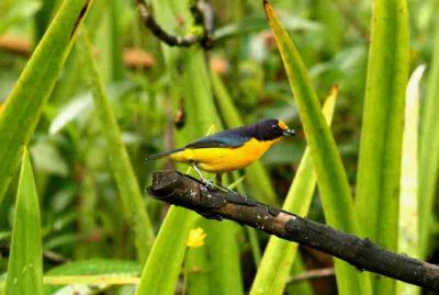 Violaceous Euphonia Folio Seca 111102. Photo Stefan Lithner