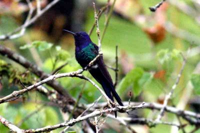 Swallow-tailed Hummingbird Folio Seca 111102. Photo Stefan Lithner