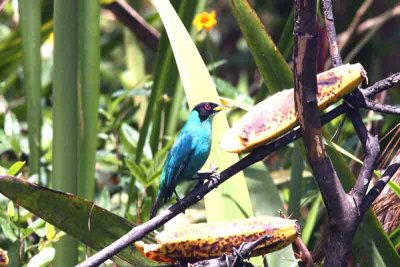 Green Honeycreeper Folio Seca 111102. Photo Stefan Lithner