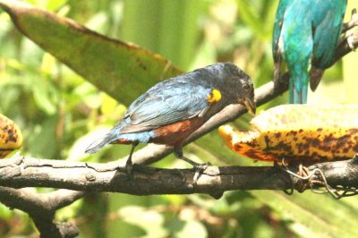 Chestnut-bellied Euphonia Folio Seca 111102. Photo Stefan Lithner