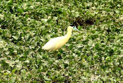 Capped Heron Pantanal 111103. Photo Stefan Lithner