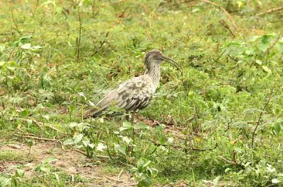 Plumbeous Ibis Pantanal 111103. Photo Stefan Lithner
