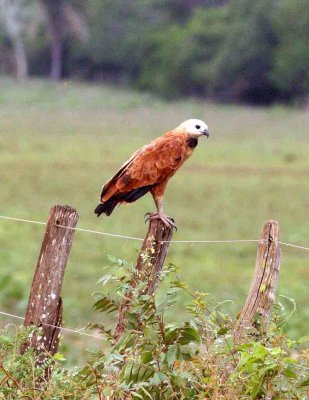 Black-collared Hawk Pantanal 111103. Photo Stefan Lithner
