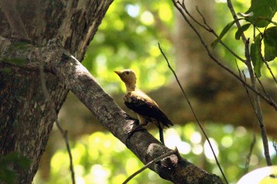 Cream-coloured Woodpecker Pantanal 111104. Photo Stefan Lithner