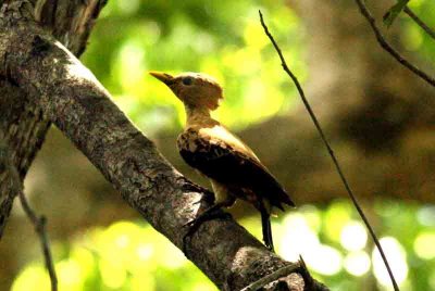 Cream-coloured Woodpecker Pantanal 111104. Photo Stefan Lithner