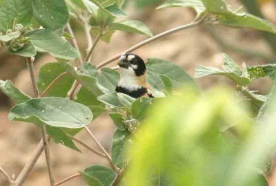 Rusty-collared Seedeater Pantanal 111104. Photo Stefan Lithner