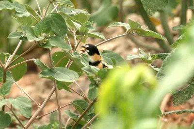 Rusty-collared Seedeater Pantanal 111104. Photo Stefan Lithner