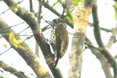 White-wedged Piculet Pantanal 111104. Photo Stefan Lithner