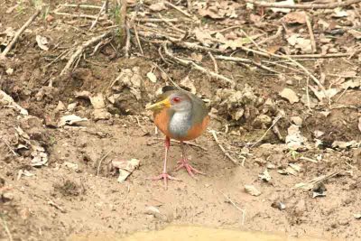 Grey-necked Wood-rail Pantanal 111104. Photo Stefan Lithner