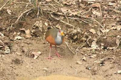 Grey-necked Wood-rail Pantanal 111104. Photo Stefan Lithner