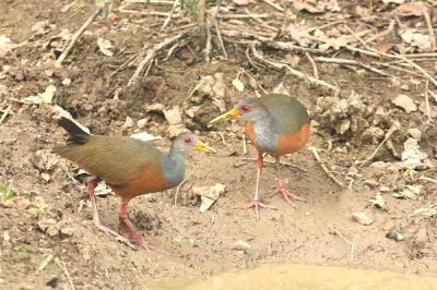 Grey-necked Wood-rail Pantanal 111104. Photo Stefan Lithner