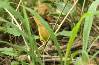 Grey-headed Tanager Pantanal 111105. Photo Stefan Lithner