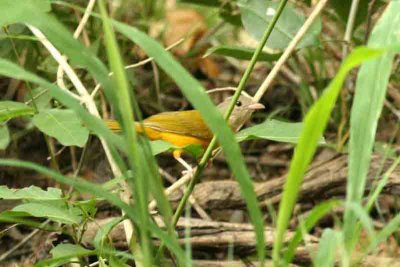 Grey-headed Tanager Pantanal 111105. Photo Stefan Lithner