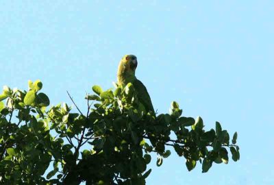Turqouise-fronted Amazon Pantanal 111106. Photo Stefan Lithner