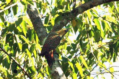 Pale-crested Woodpecker Pantanal 111106. Photo Stefan Lithner