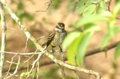 Variegated Flycatcher Pantanal 111106. Photo Stefan Lithner
