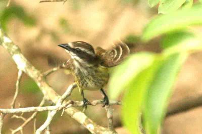 Variegated Flycatcher Pantanal 111106. Photo Stefan Lithner