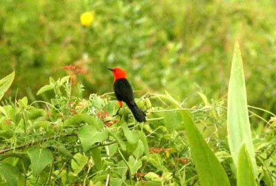 Scarlet-headed Blackbird Pantanal 111106. Photo Stefan Lithner