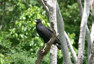 Greater Black Hawk Pantanal 111107. Photo Stefan Lithner