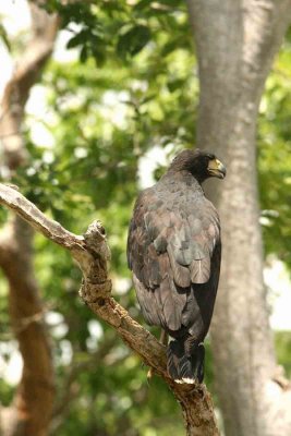 Greater Black Hawk Pantanal 111107. Photo Stefan Lithner