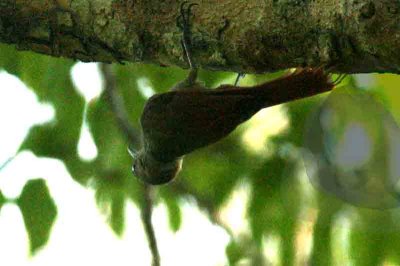 Olivaceous Woodcreeper Pantanal 111107. Photo Stefan Lithner