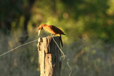 Great Rufous Woodcreeper Pantanal 111108. Photo Stefan Lithner