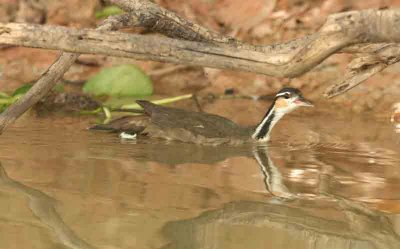 Sungreebe Pantanal 111108. Photo Stefan Lithner