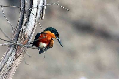 American Pygmy Kingfisher Pantanal 111108. Photo Stefan Lithner