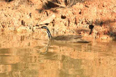 Sungreebe Pantanal 111108. Photo Stefan Lithner